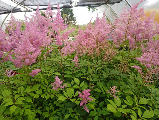 Astilbe x arendsii 'Europa': cómo cultivarla, cuidados y usos en jardín