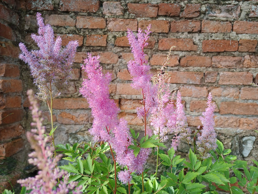 Astilbe x arendsii ‘Hyazinth’: guía completa de cultivo en jardín naturalista
