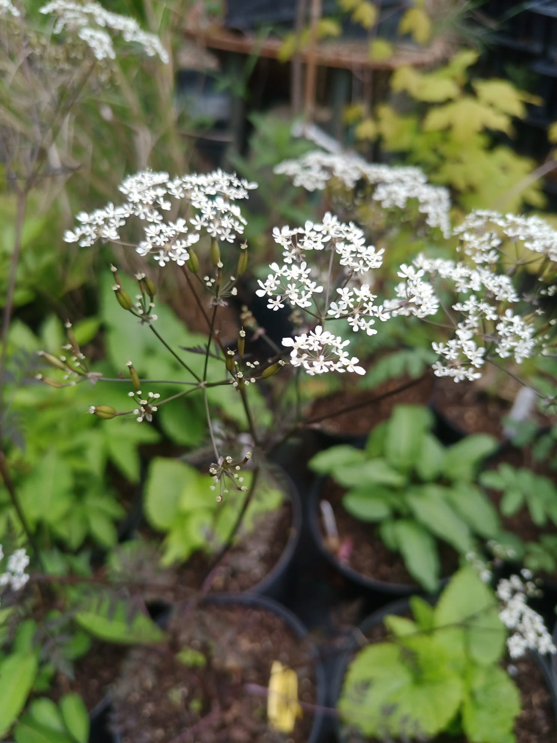Anthriscus sylvestris ‘Raven’s Wing’: follaje oscuro para jardines naturalistas