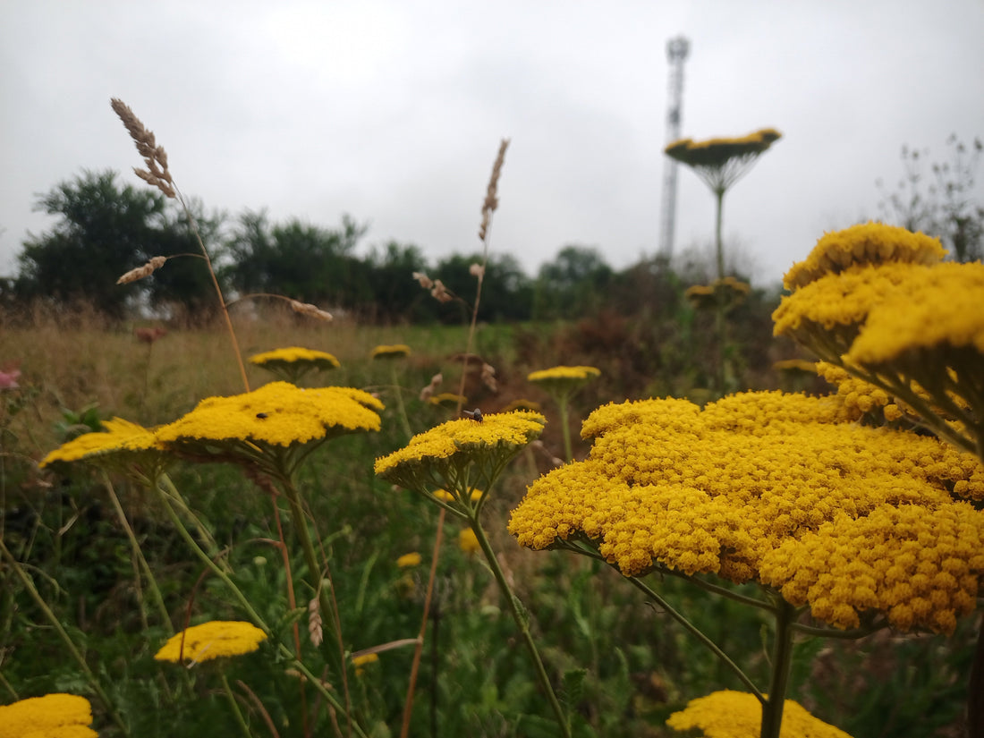 Achillea filipendulina 'Cloth of Gold': Planta Vivaz para Jardines Naturalistas