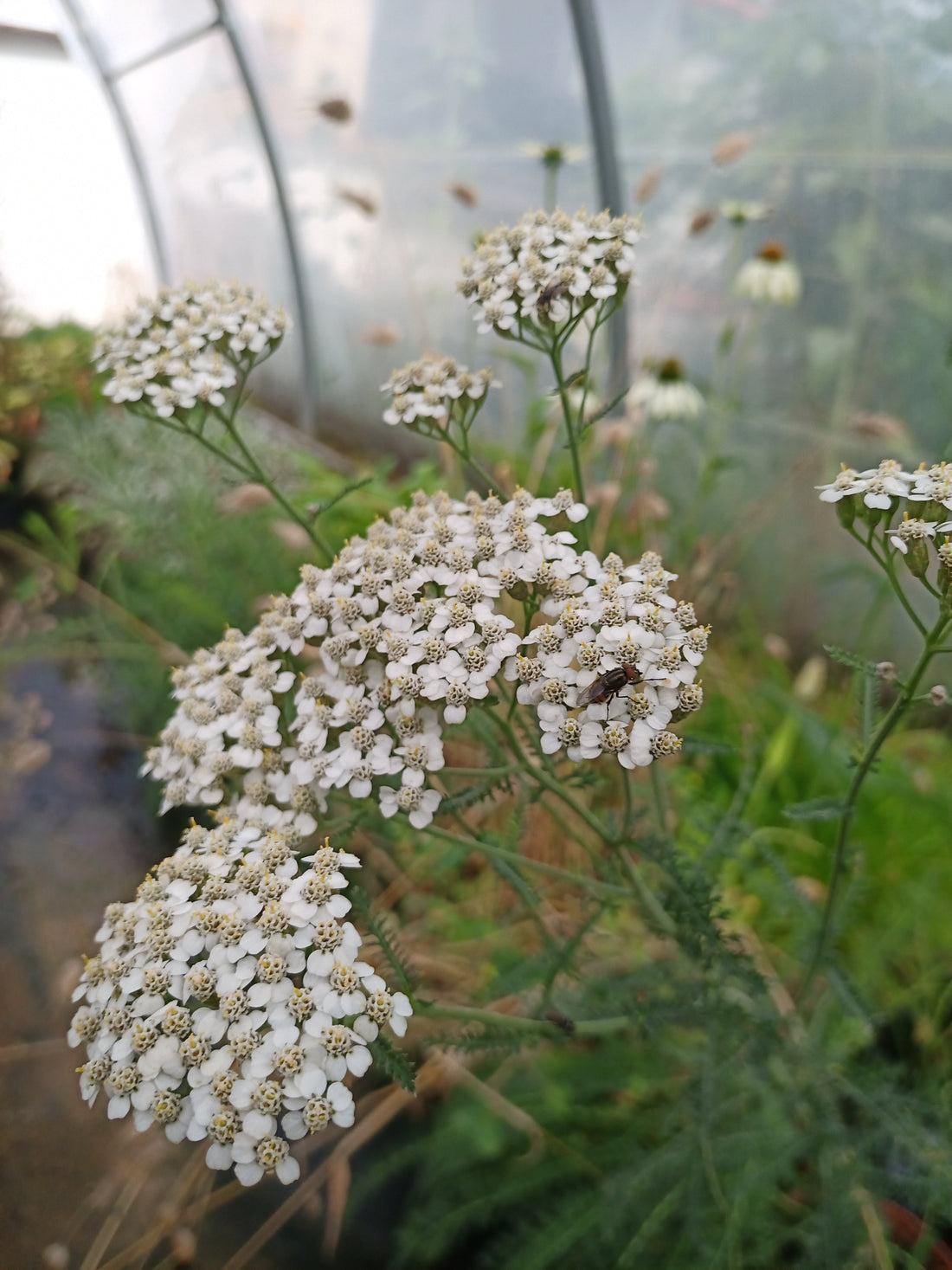 Comprar Achillea millefolium: planta vivaz para jardín naturalista