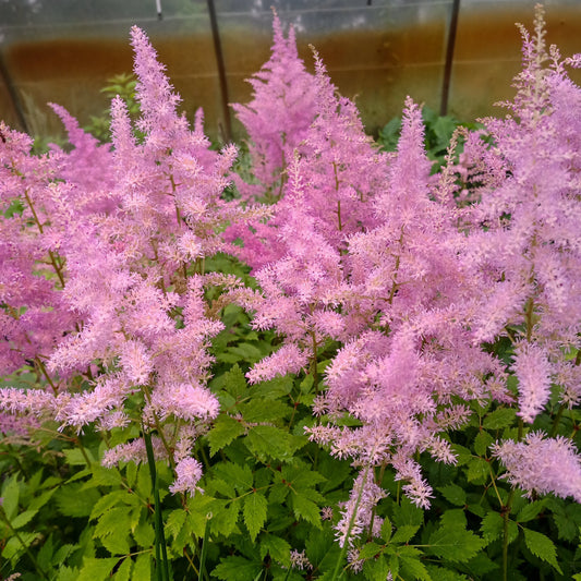 Astilbe x arendsii 'Amerika' en flor, con panículas fucsia en jardín de sombra