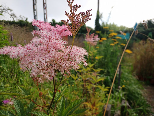 Filipendula rubra 'Venusta Magnifica': una vivaz espectacular para suelos húmedos y jardines naturalistas