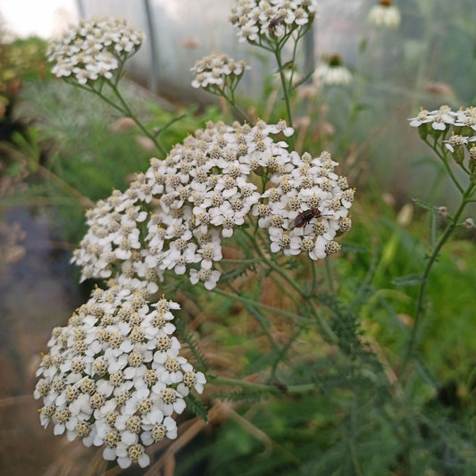 Achillea millefolium
