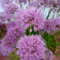 Allium milenium