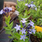 Amsonia Blue Ice