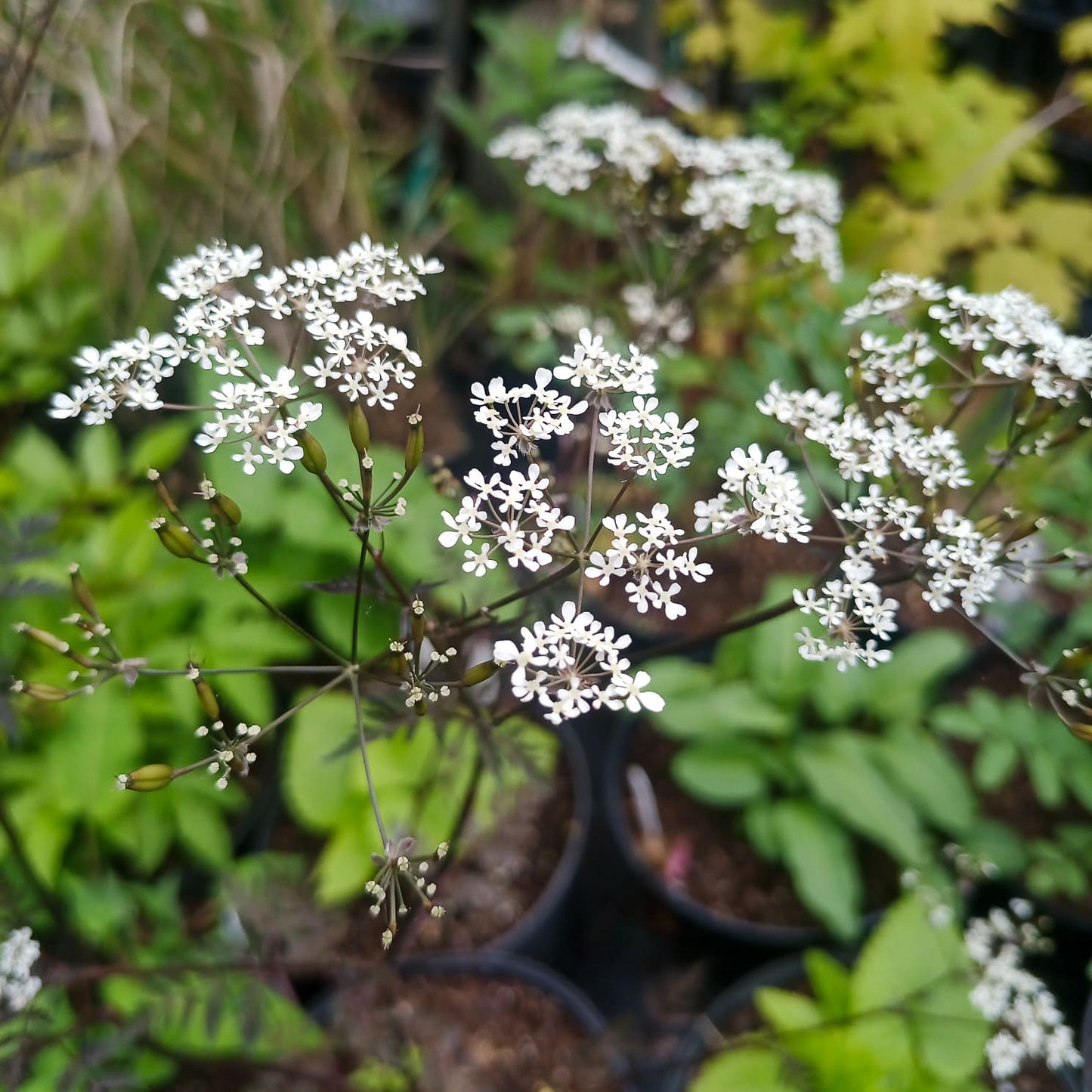 Anthriscus sylvestris Ravenswing