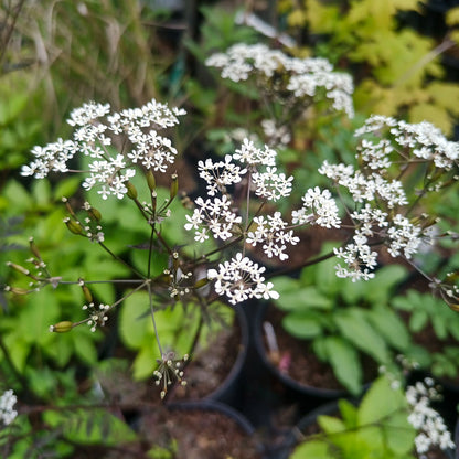 Anthriscus sylvestris Ravenswing