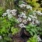 Anthriscus sylvestris Ravenswing