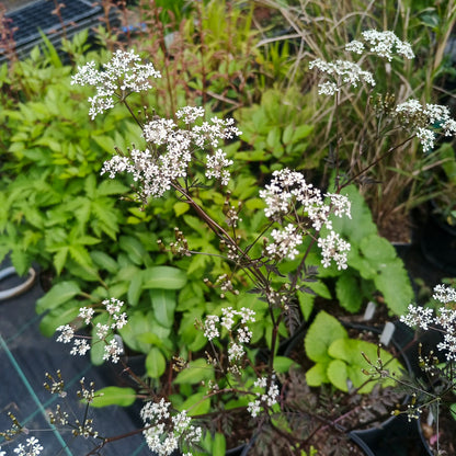 Anthriscus sylvestris Ravenswing