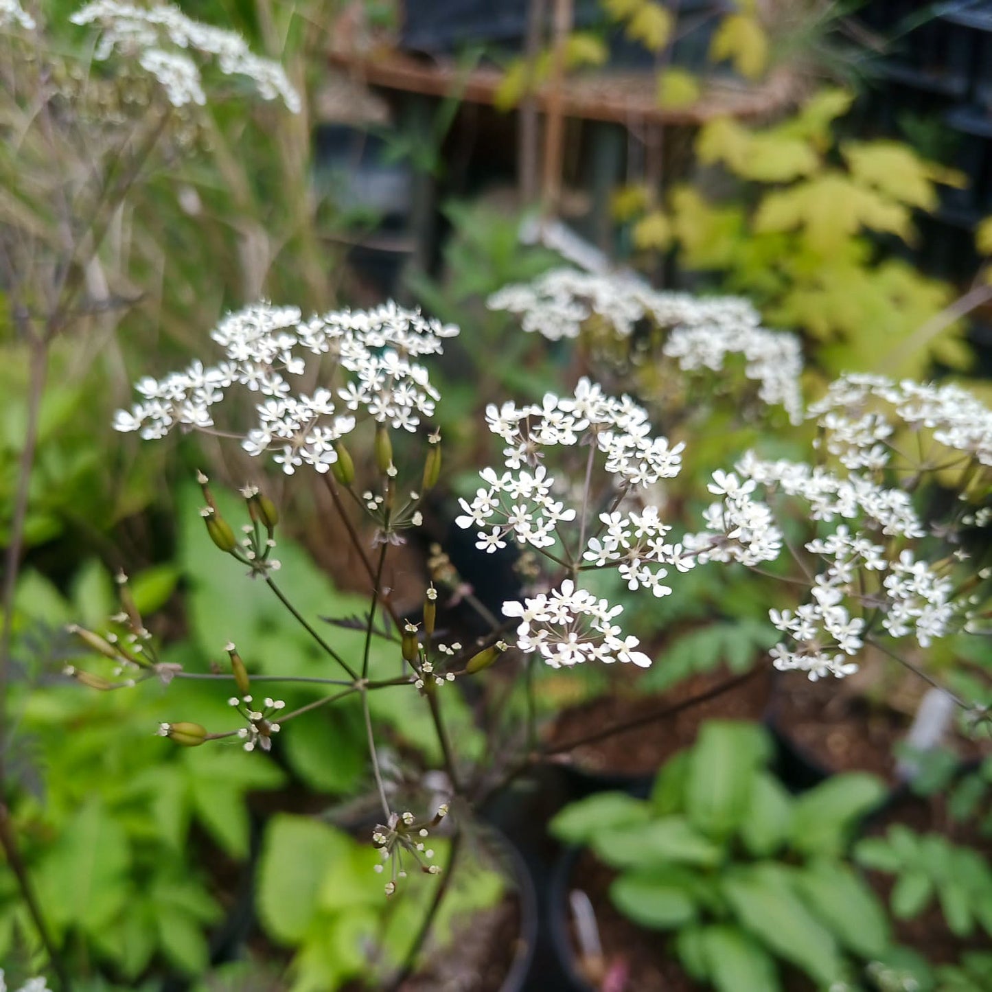Anthriscus sylvestris Ravenswing