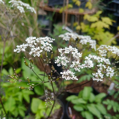 Anthriscus sylvestris Ravenswing