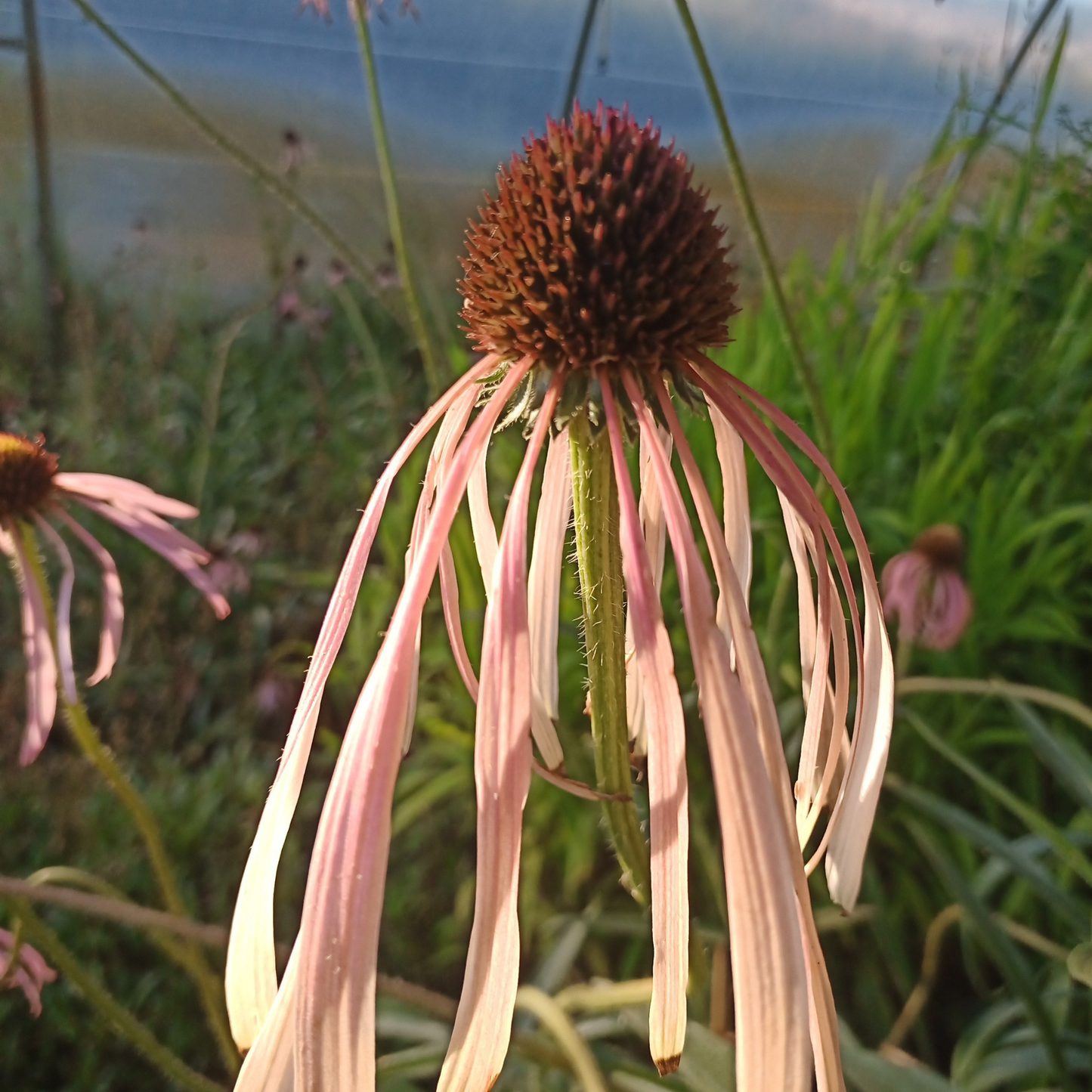 Echinacea pallida