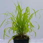 Milium effusum Aureum