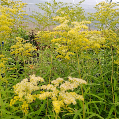 Solidago x cultorum Loysder Crown