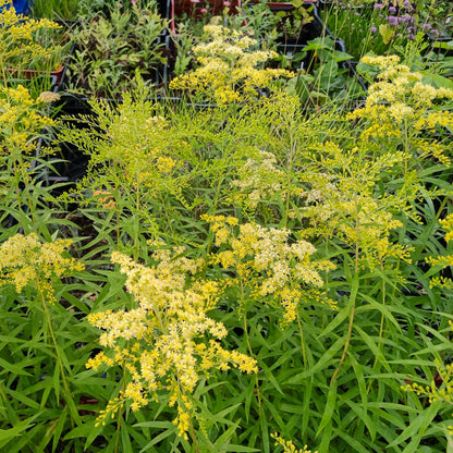 Solidago x cultorum Loysder Crown