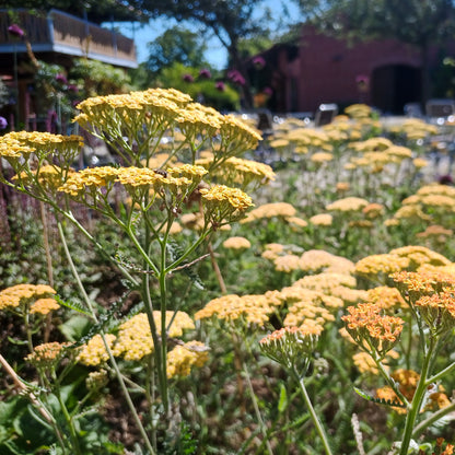 Achillea millefolium Terracotta