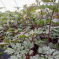 Actaea ramosa Pink Spike