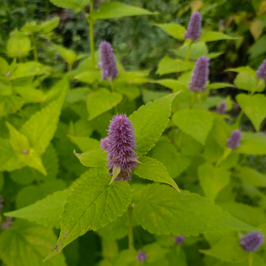 Agastache rugosa Golden Jubilee