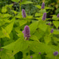 Agastache rugosa Golden Jubilee