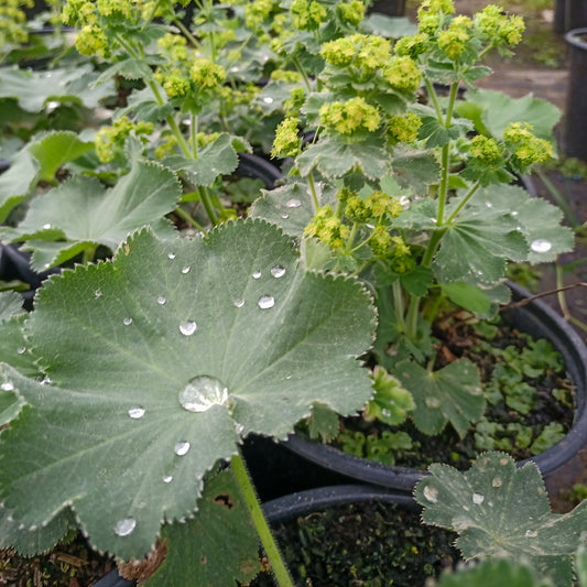 Alchemilla mollis