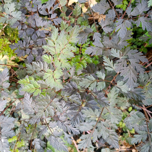 Anthriscus sylvestris Ravenswing