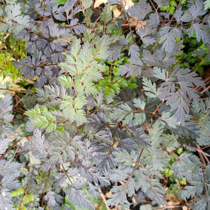 Anthriscus sylvestris Ravenswing