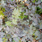Anthriscus sylvestris Ravenswing