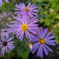 Aster cordifolius Little Carlow