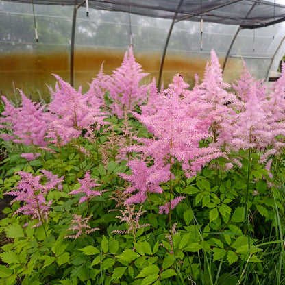 Astilbe x arendsii Amerika
