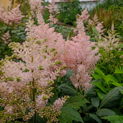 Astilbe x arendsii Europa