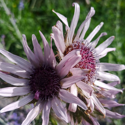 Berkheya purpurea