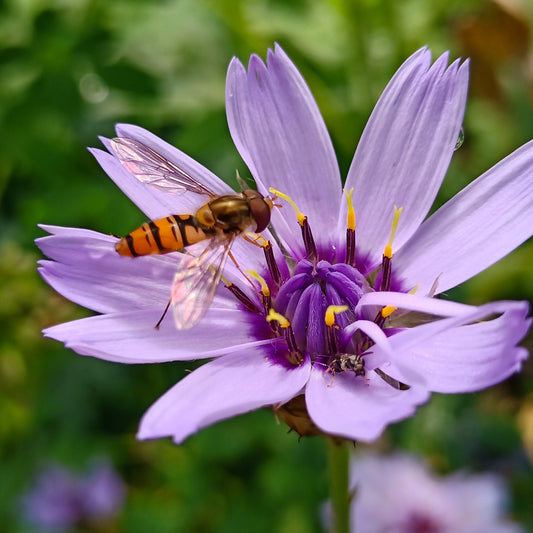 Catananche caerulea