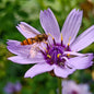 Catananche caerulea