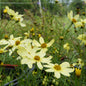 Coreopsis verticilata Moonbean