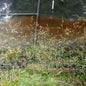 Deschampsia cespitosa Goldtau