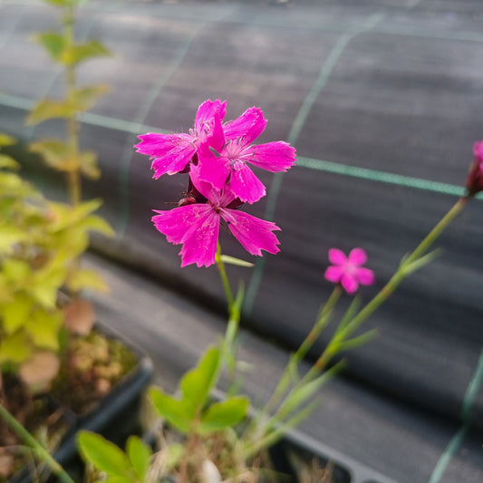 Dianthus carthusianorum