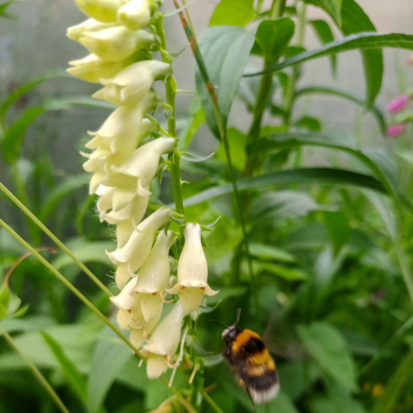 Digitalis lutea