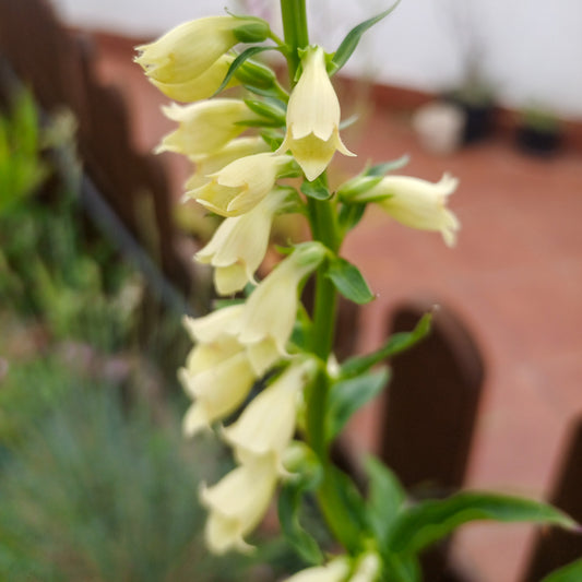 Digitalis lutea