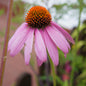 Echinacea purpurea