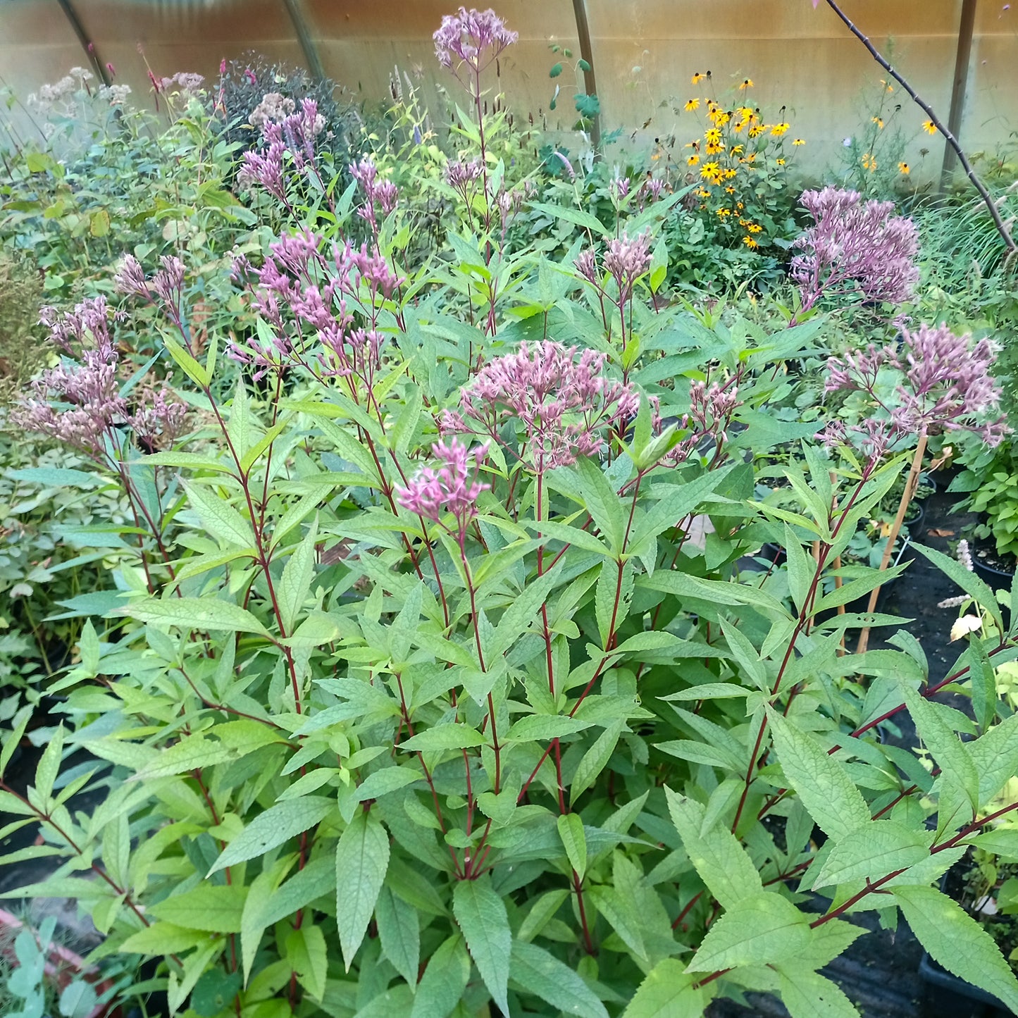 Eupatorium maculatum Atropurpureum