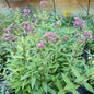 Eupatorium maculatum Atropurpureum