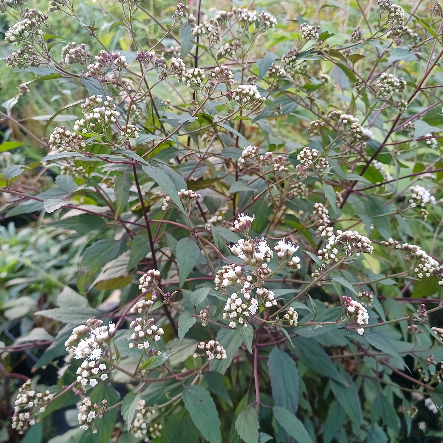 Eupatorium rugosum Chocolate