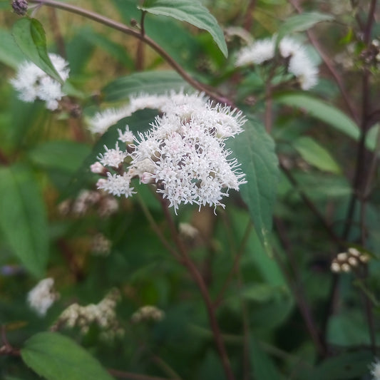 Eupatorium rugosum Chocolate
