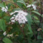 Eupatorium rugosum Chocolate