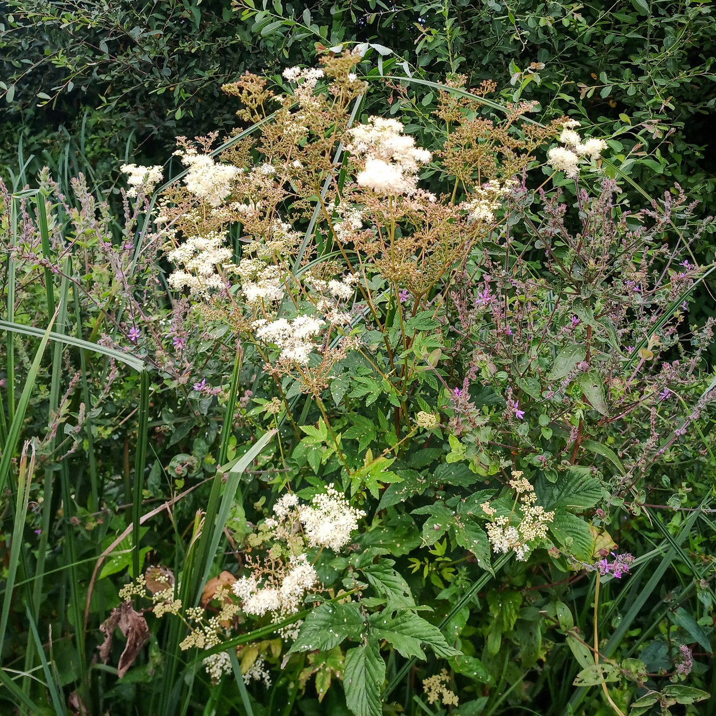 Filipendula ulmaria
