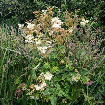 Filipendula ulmaria