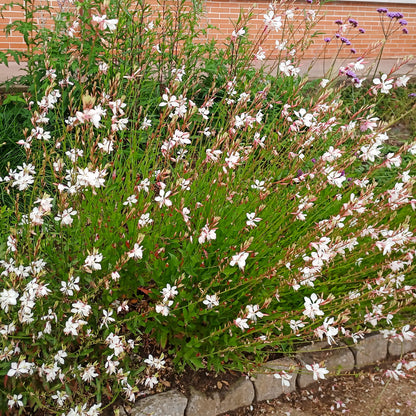 Gaura lindheimeri Whirling Butterflies