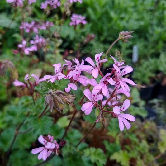 Geranium Pink Pinks
