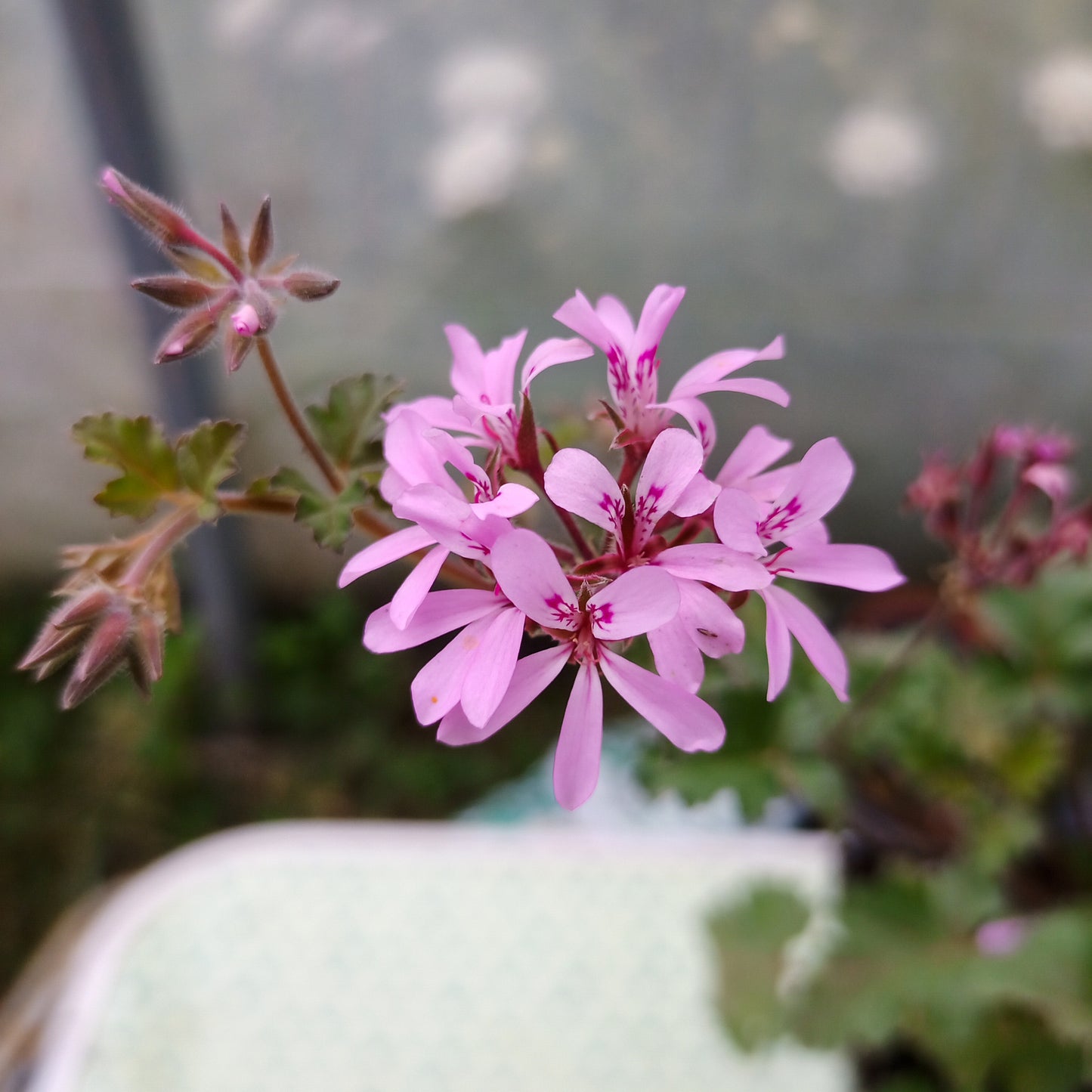 Geranium Pink Pinks